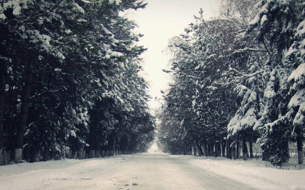 1680x1050 Winter Avenue Forest & Road Desktop PC And Mac Wallpapers