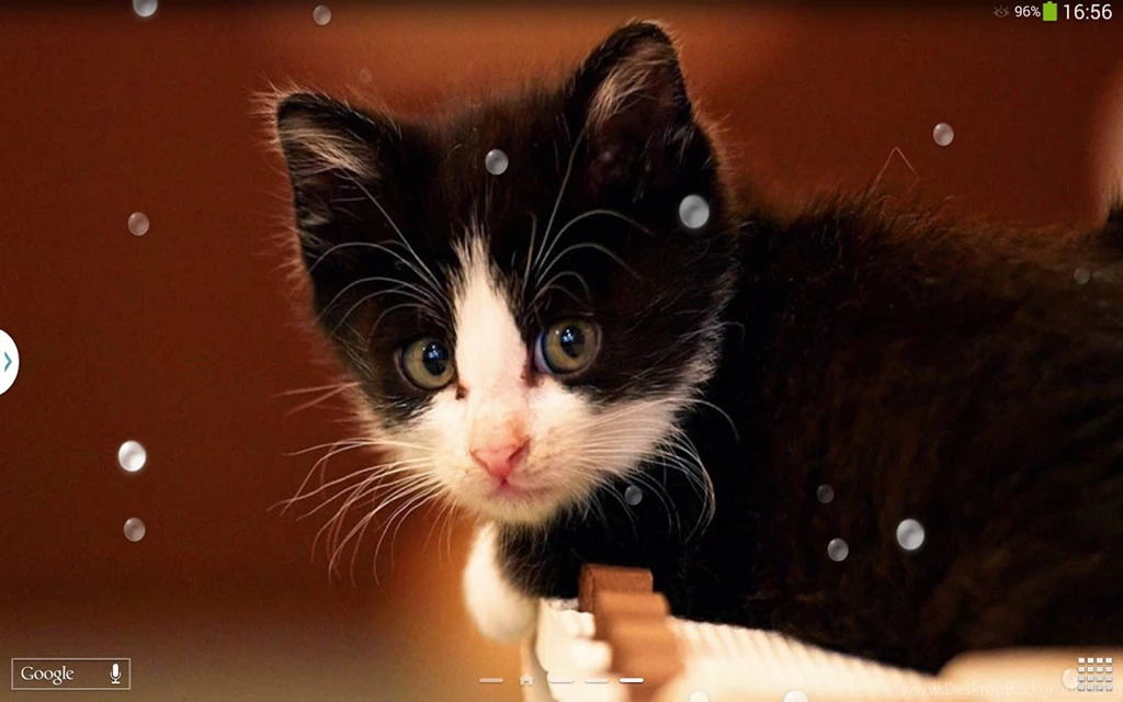 Cute Cats Live Wallpapers Android Apps On Google Play