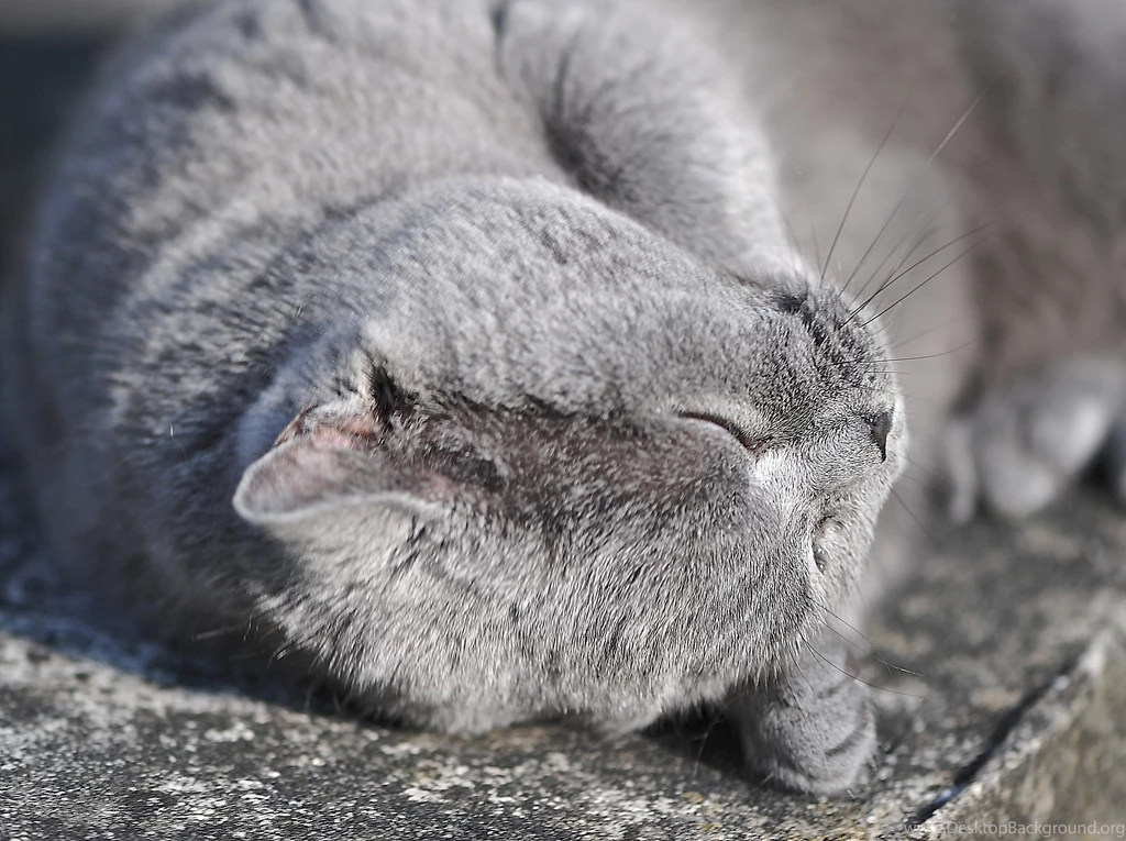 Cats Wallpapers