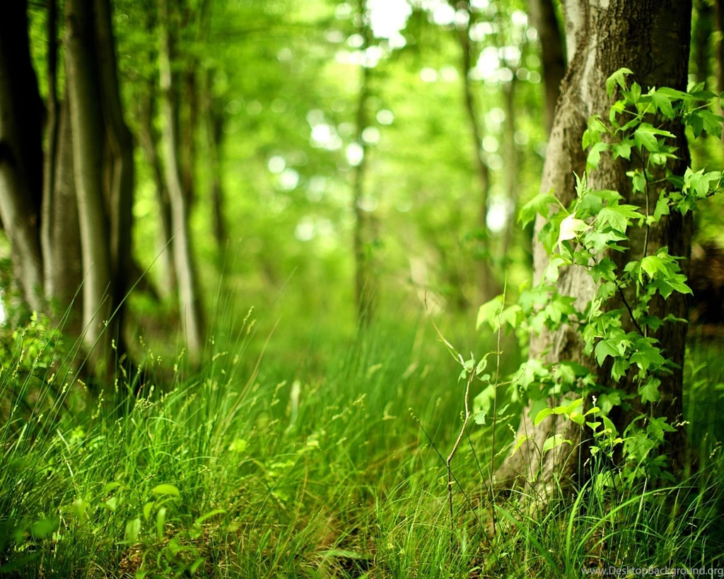 Wallpapers Sunny Forest Forrest Grass Tree Freshness Free Hd ...