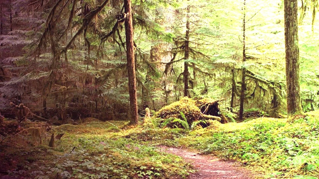 Forrest Wallpapers By Freddi444444 On DeviantArt