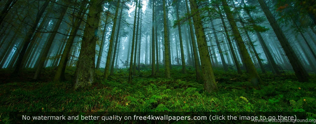 Wide Angle Forrest Near Drumtochty Castle Aberdeenshire Scotland ...