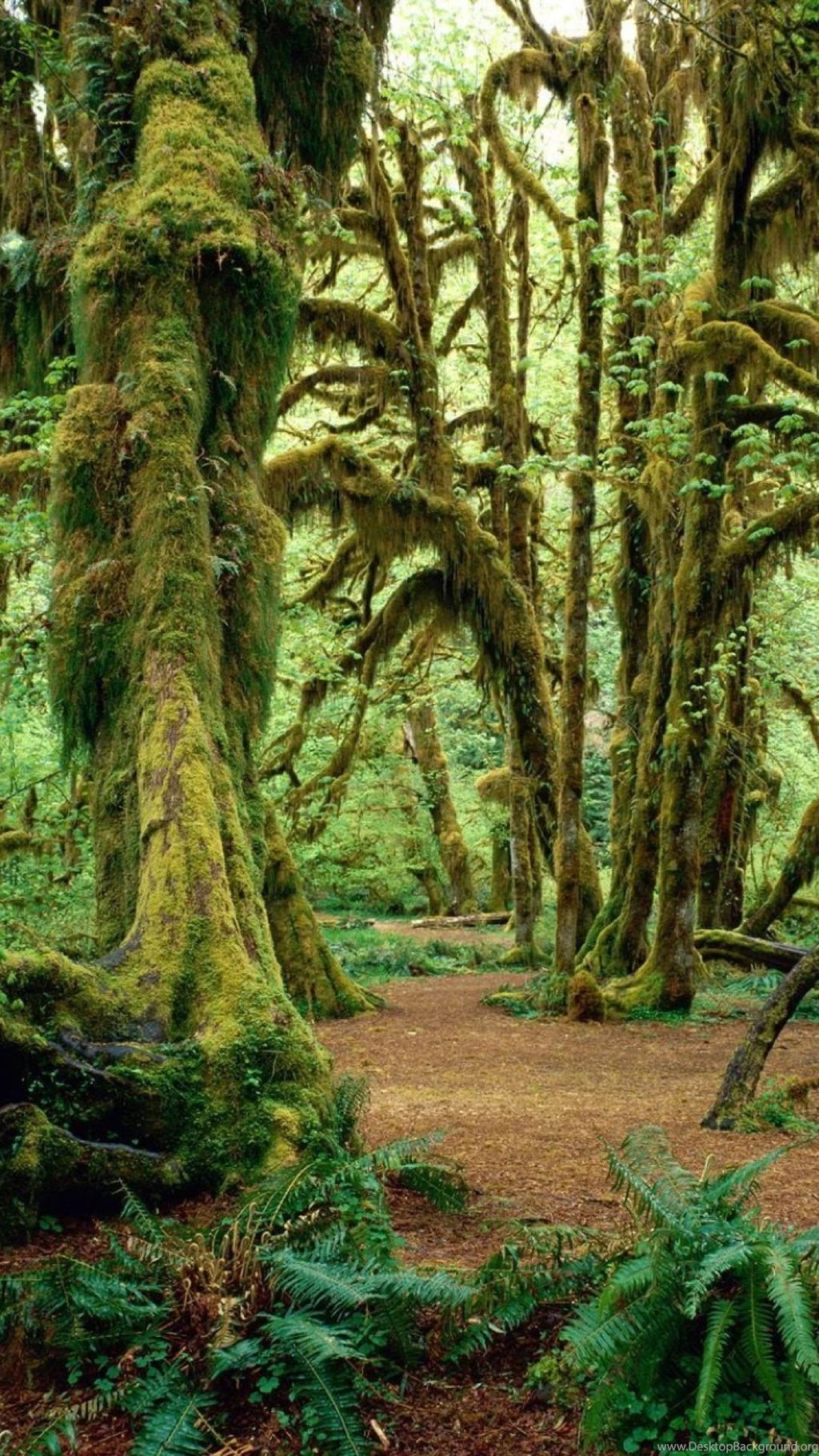 Old Forrest iPhone 5 Wallpapers