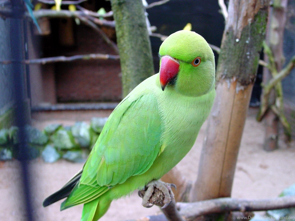 30+ Splendid And Beautifu Parrot Pictures