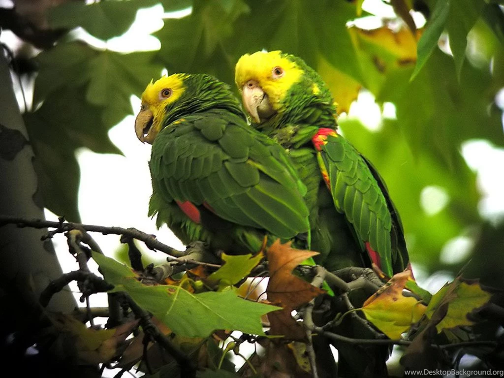 Parrots Wallpapers Colorful Parrot Bird Photos