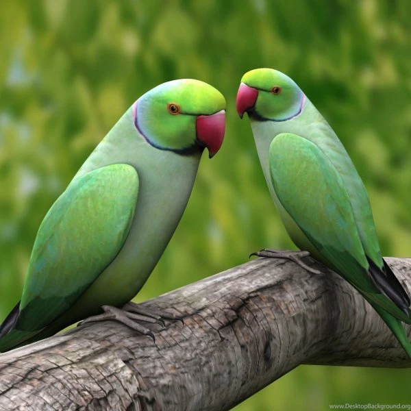 30+ Splendid And Beautifu Parrot Pictures