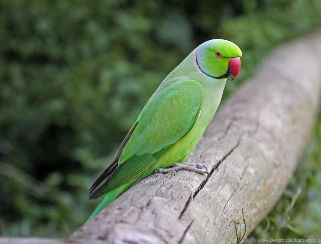 Download Indian Parrot HD Wallpapers