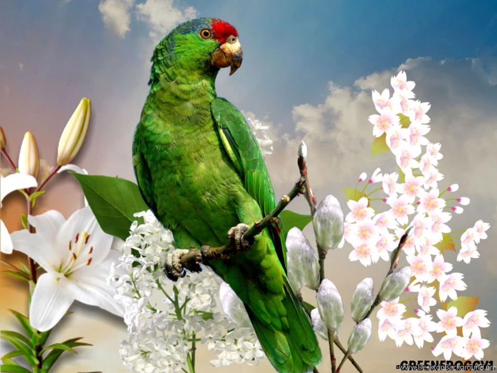 Green Parrot Wallpapers