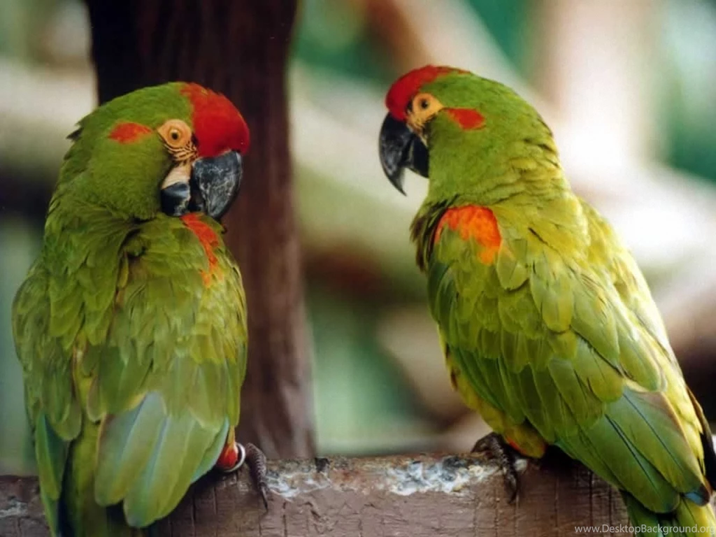 Parrot Wallpapers