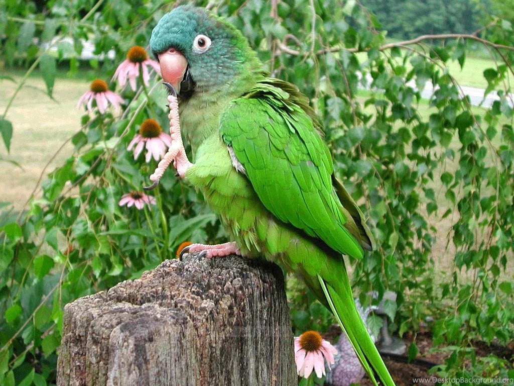 Beautiful Wallpapers For Desktop: HD Green Parrots Wallpapers