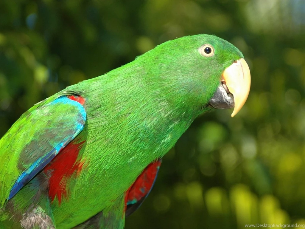 Green Parrot   Wallpaper.