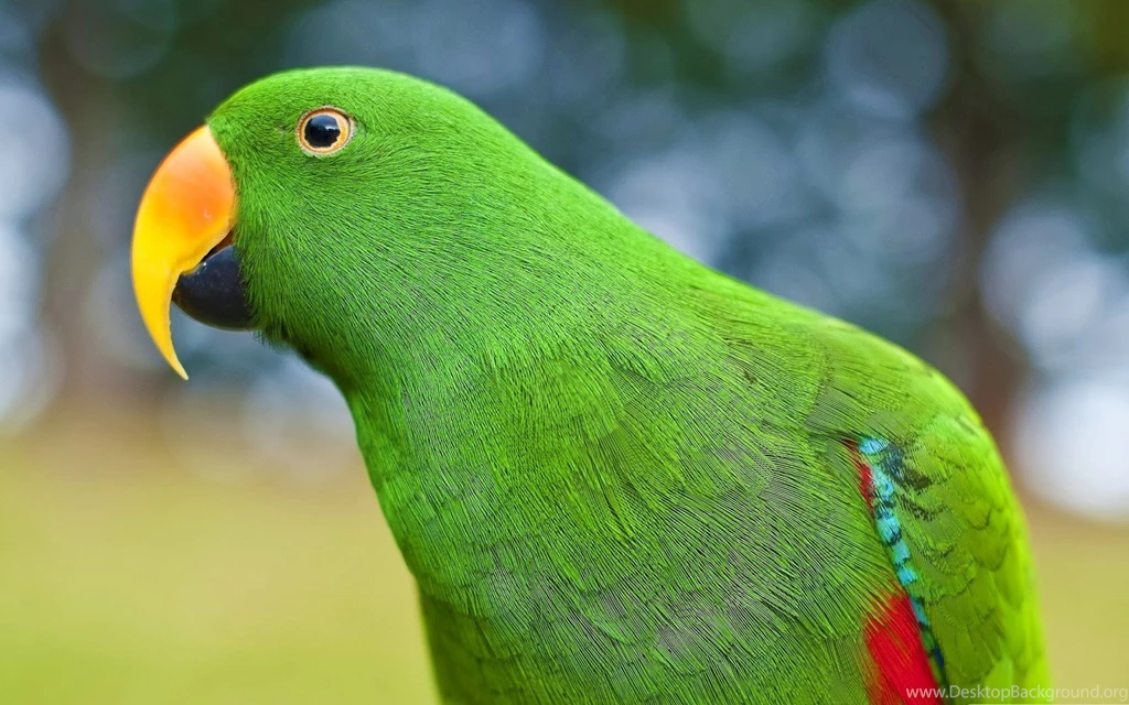 Parrot Wallpapers HD Pictures