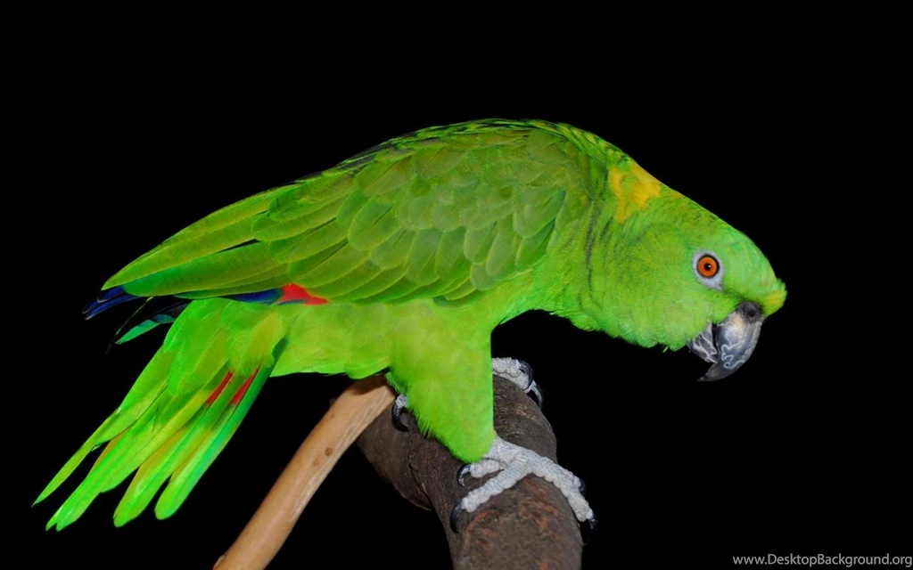 Parrot Wallpapers