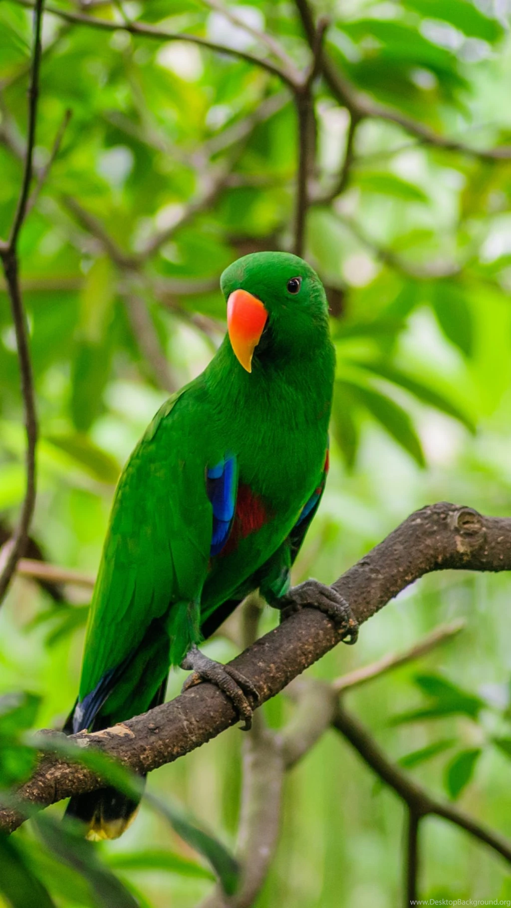 HD Backgrounds Green Parrot Red Mouth Bird Standing Tree Branch ...