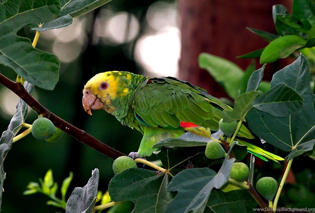 Pet Parrot HD Wallpapers   HD Images New