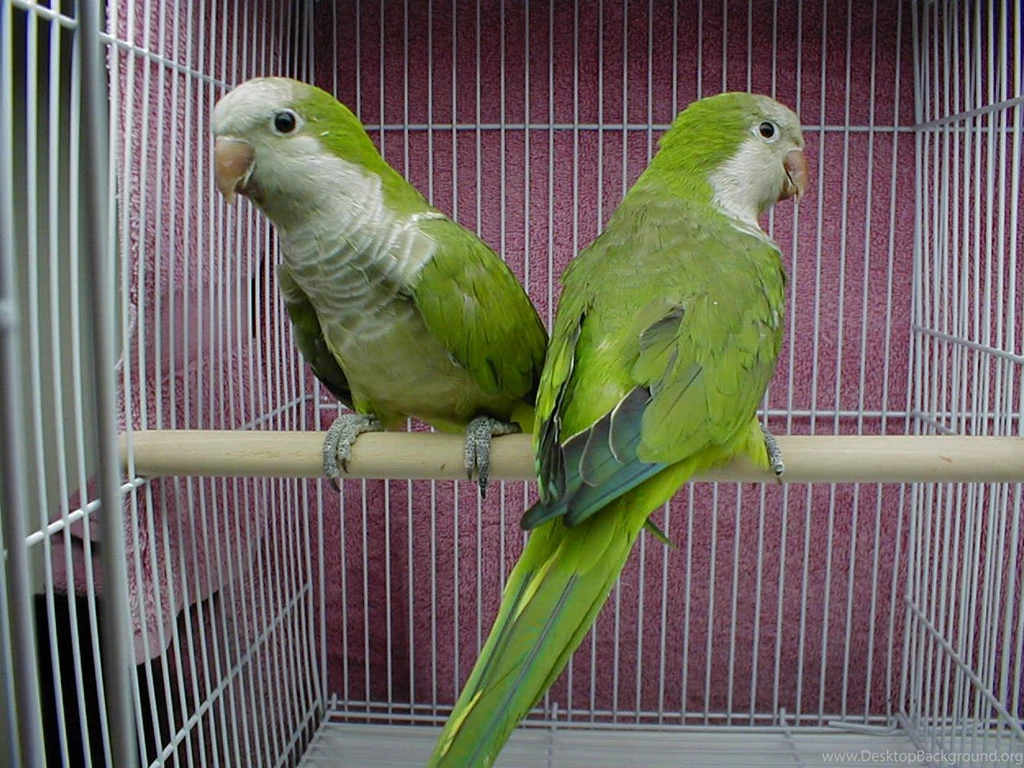 Pictures Top Ten Beautiful Birds Top 10 Parrot Wallpapers Parrot ...