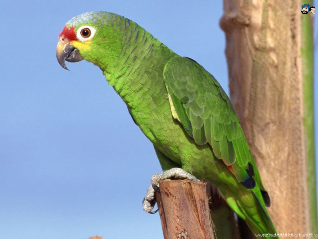 Indian Parrot Wallpapers