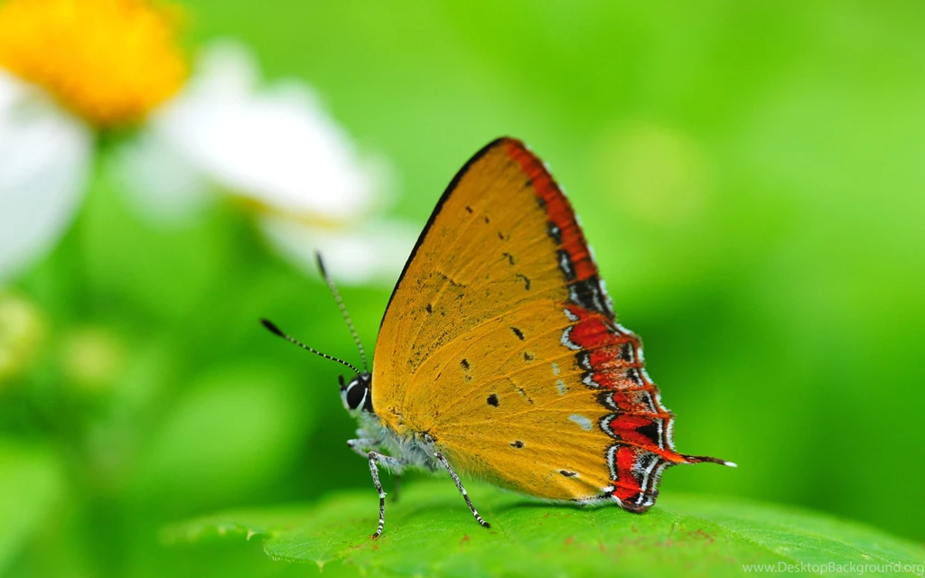 Beautiful Wallpapers Hd