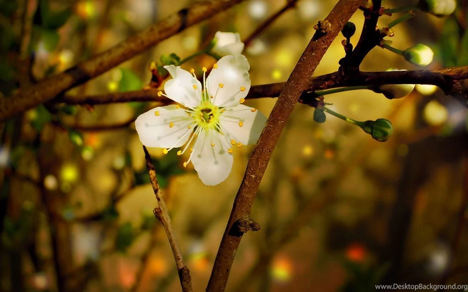 Ubuntu 13.04 Wallpapers Contest Entries Widescreen Wallpapers ...