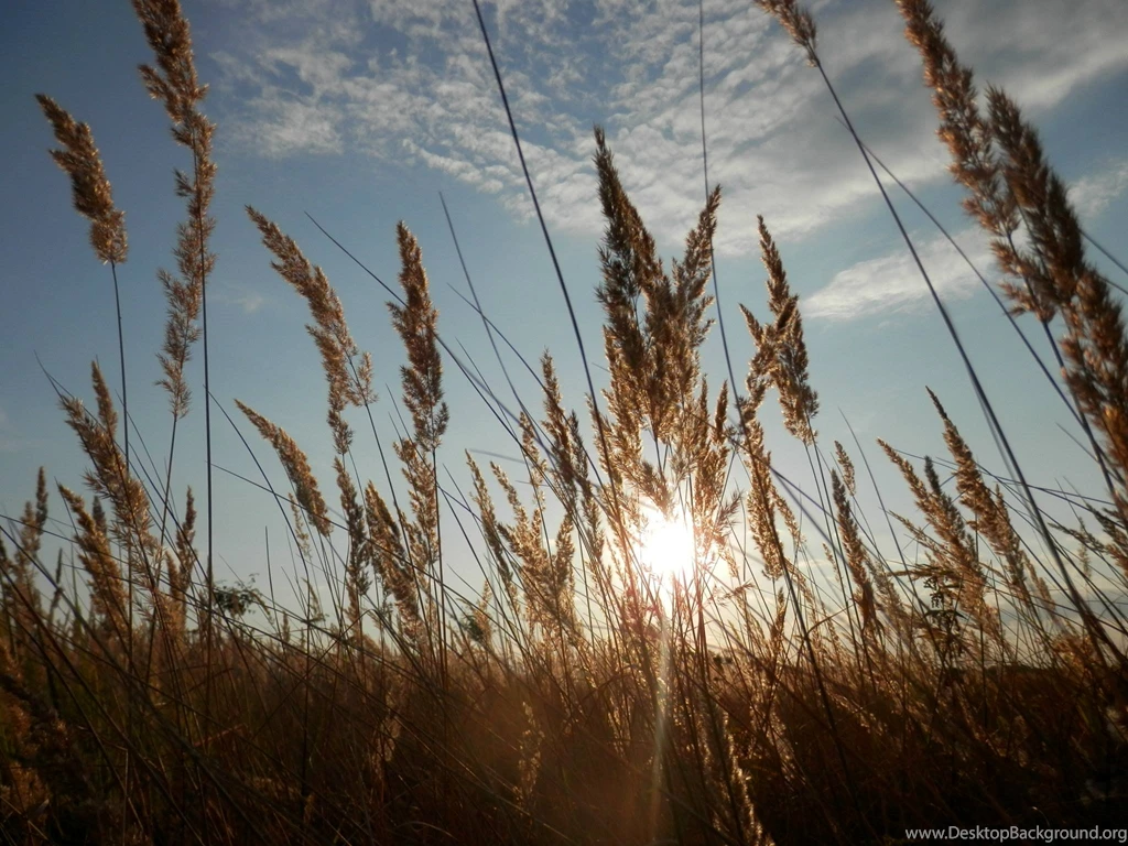 How To Easily Get All The Wallpapers Of The Ubuntu 14.04 Wallpapers ...