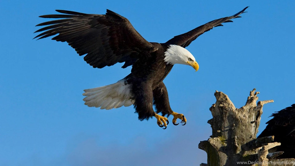 Eagle Wings Wallpaper Backgrounds Hd 1080p 1920x1080 1080p ...