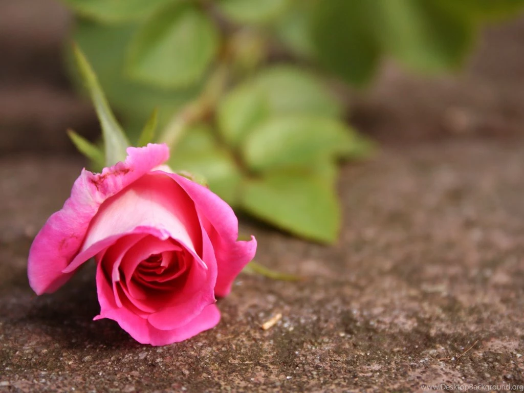 Pink Rose For You Love Wallpapers