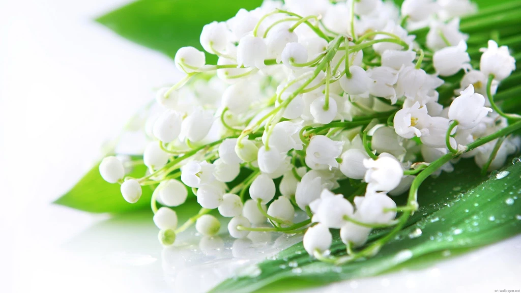 Flower Desktop Wallpapers Widescreen Hd Wallpaper Backgrounds ...