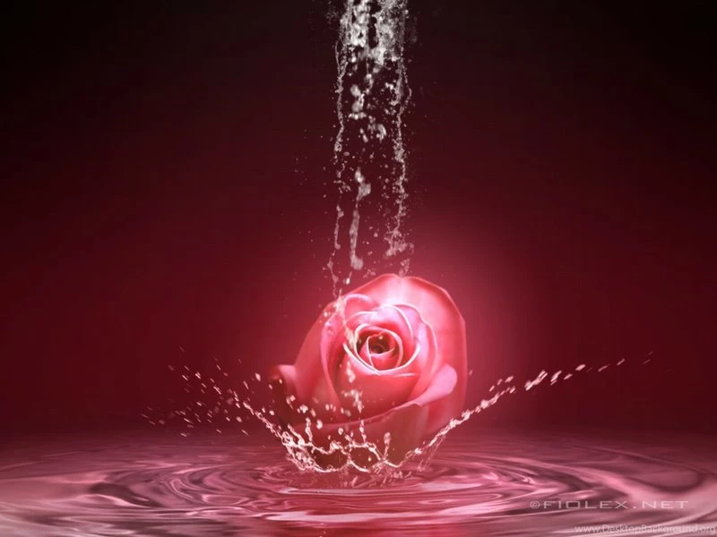 Flower Red Rose A Rose Is A Rose – Nature Flowers HD Desktop Wallpapers