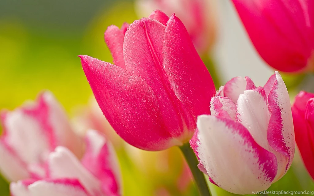 HD Pink Roses Wallpapers