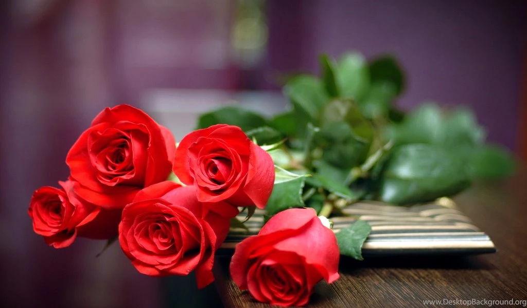 Flower Red Rose Photos Hot For Boys