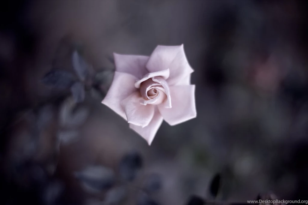 Pink Roses Images