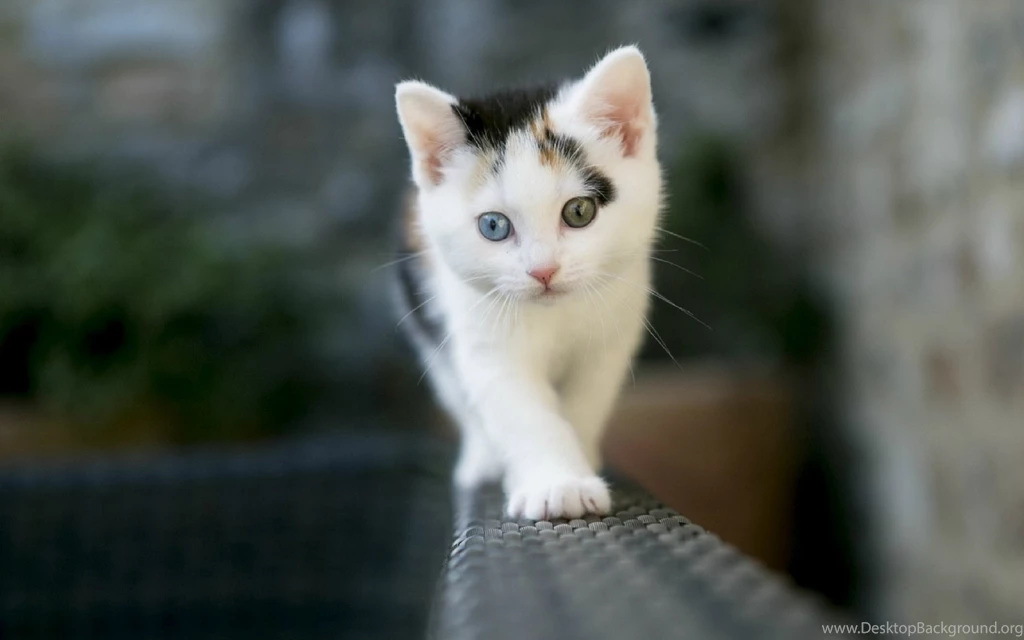 Cat HD Desktop Backgrounds