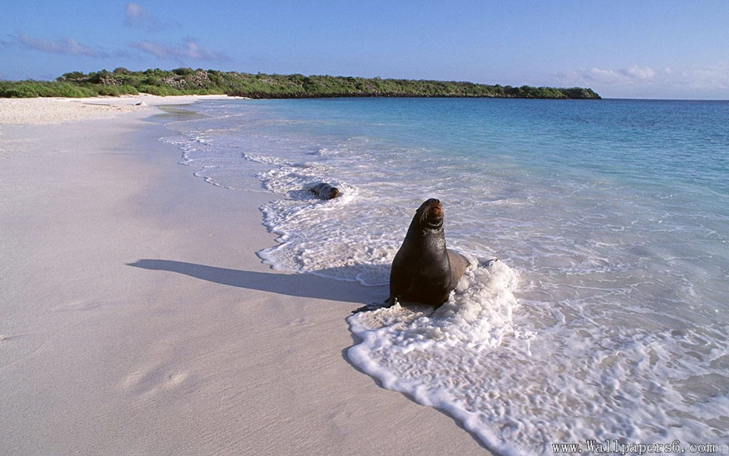 Seaside Seal － Animal Wallpapers   Free Download Wallpapers ...