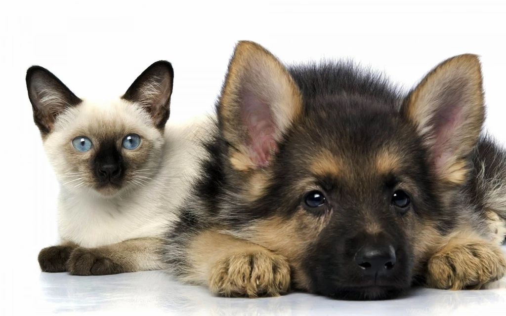 Cats And Dogs Wallpapers Fun Animals Wiki, Videos, Pictures ...