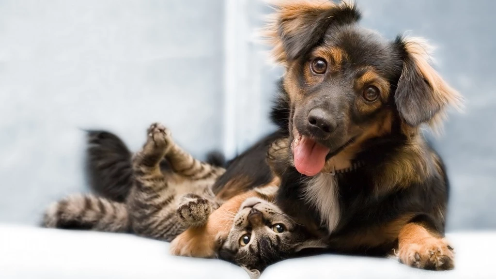 Dog wallpapers