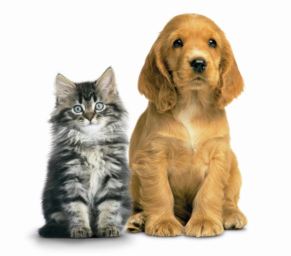 Cat Dog