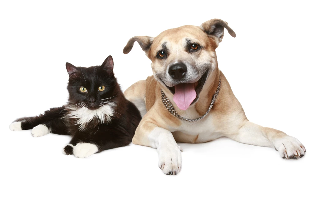 Dog And Cat