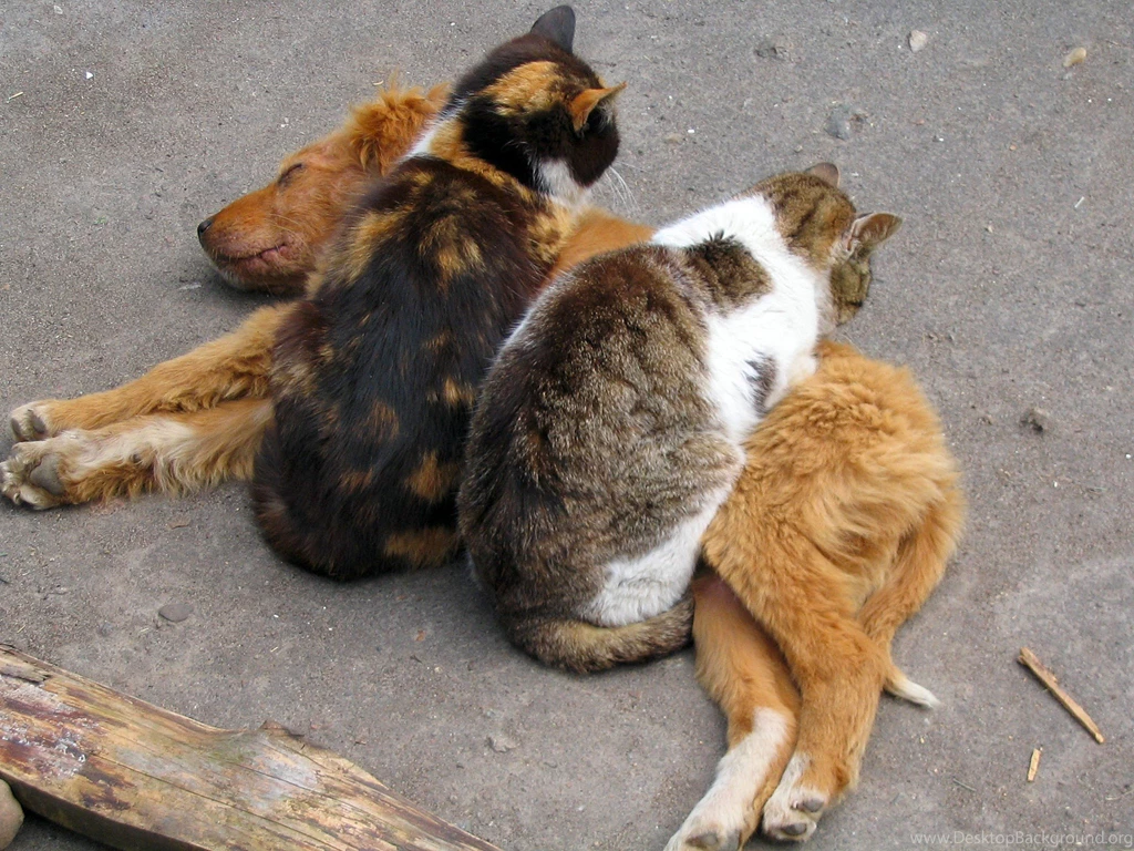 Dog Cat Wallpapers