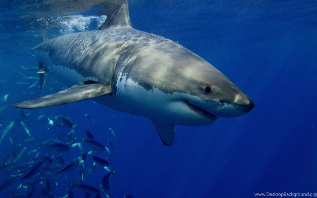 Great White Shark Wallpapers Full HD Kemecer.com