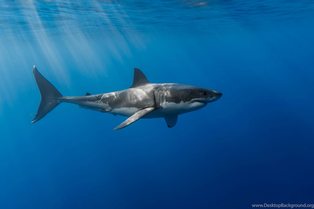 Great White Shark Wallpapers Mobile With HD Wallpapers   Kemecer.com
