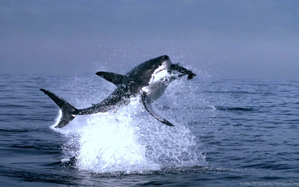 Free Great White Shark Wallpapers Download Animals Town