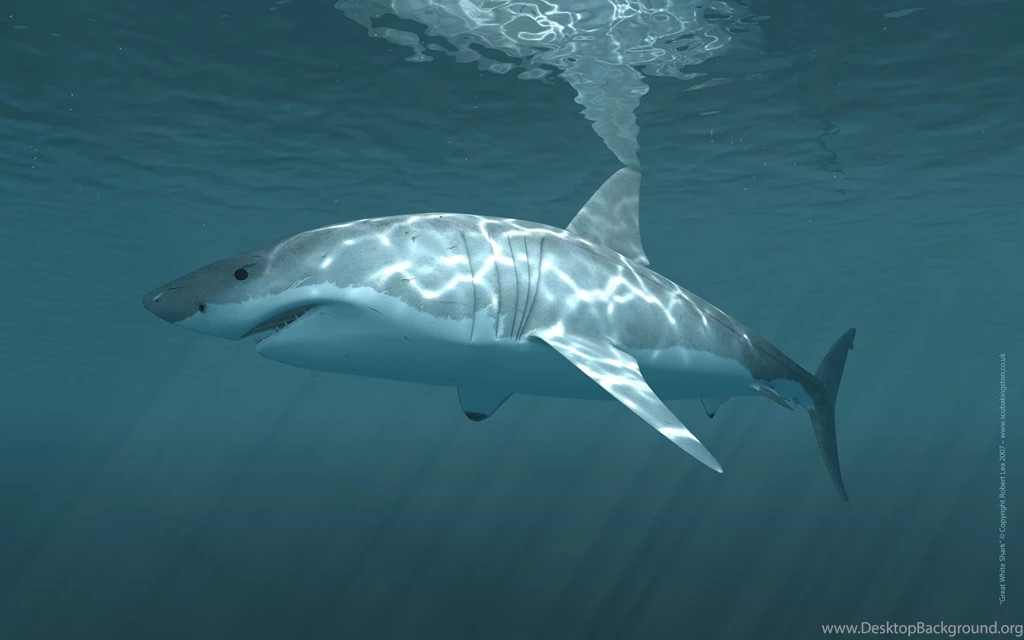 Great White Shark Wallpapers HD Resolution Kemecer.com