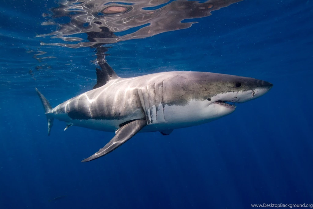 Best Animals Wallpaper: Great White Shark, 329028, Animals