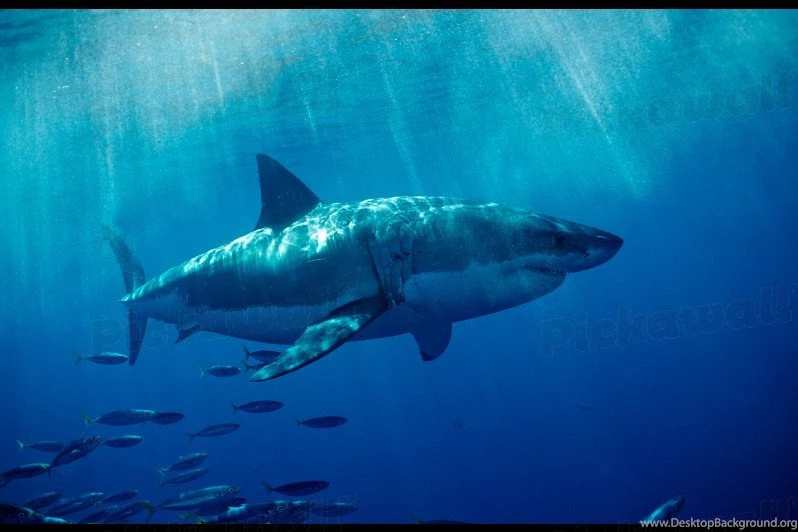 Design Your Own Custom Removable Wallpaper. Image: Great White ...