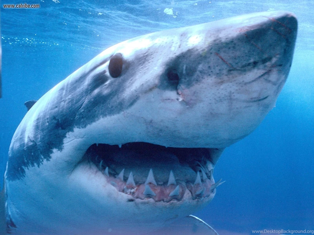 Great White Shark Wallpapers