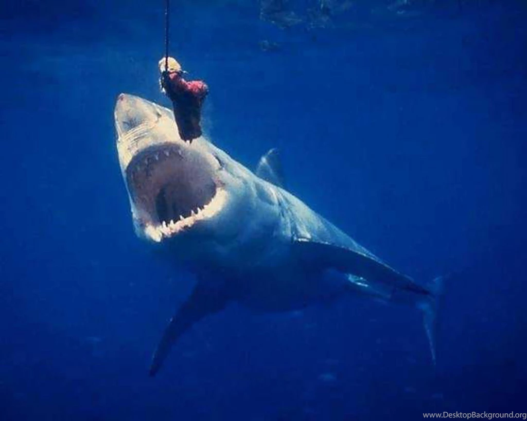 Predators Prowling The Sea: Scary Or Stunning, Sharks Are Jawesome ...