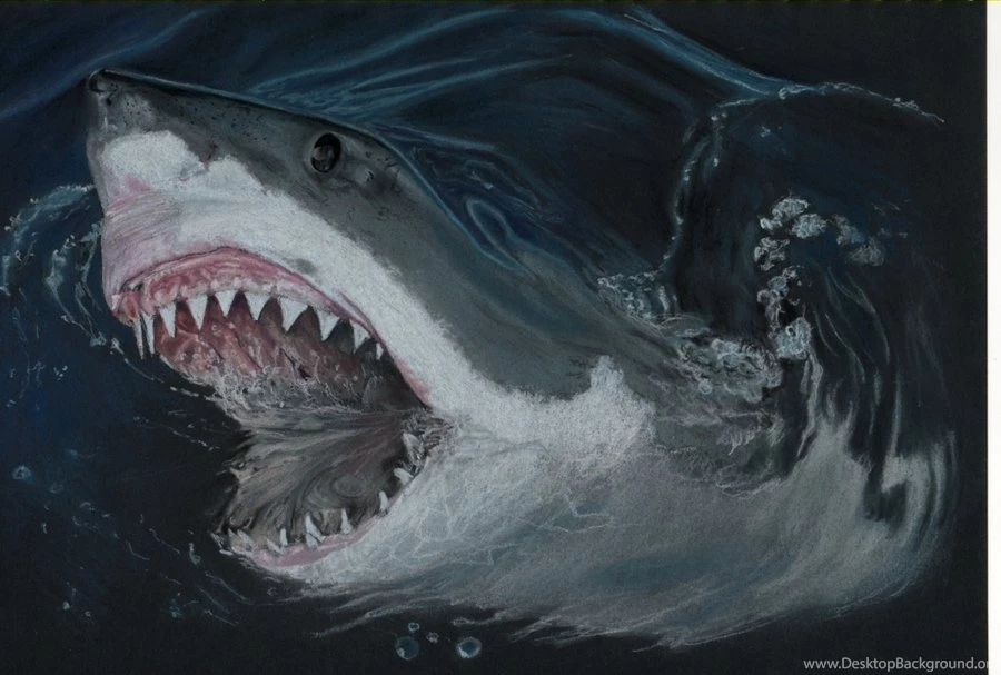 Great White Shark Mouth Hd Wallpapers/Images 2013
