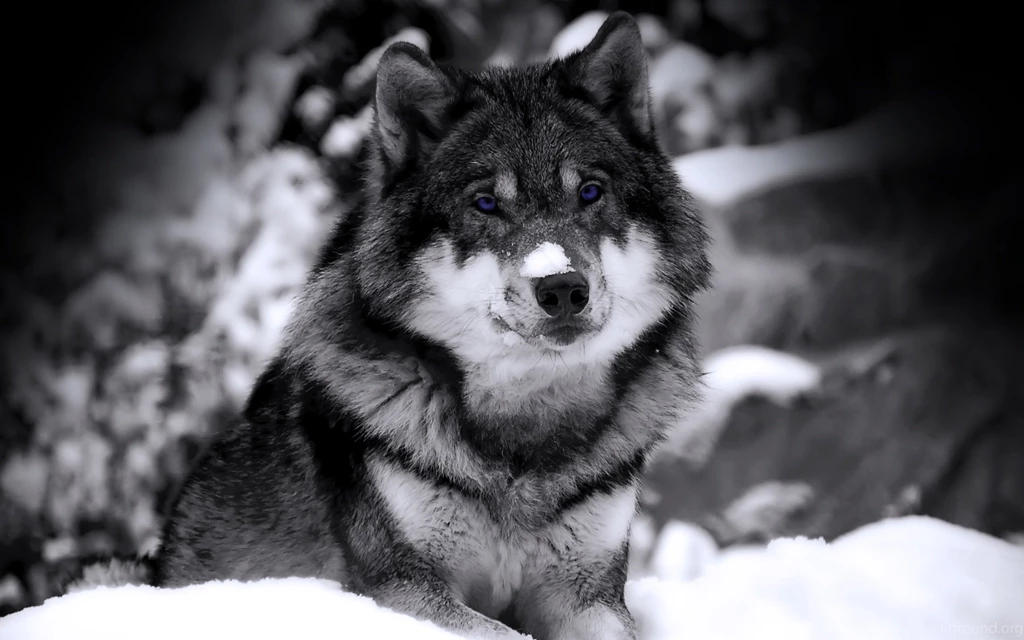 Wolves Wallpapers