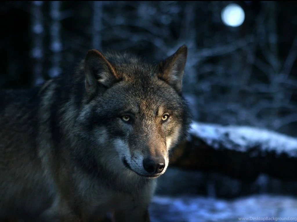 A Selection Of 10 Images Of Wolves In HD Quality