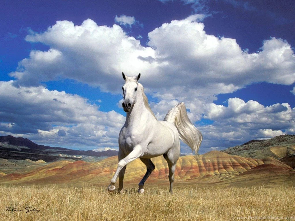 Horses Wallpapers